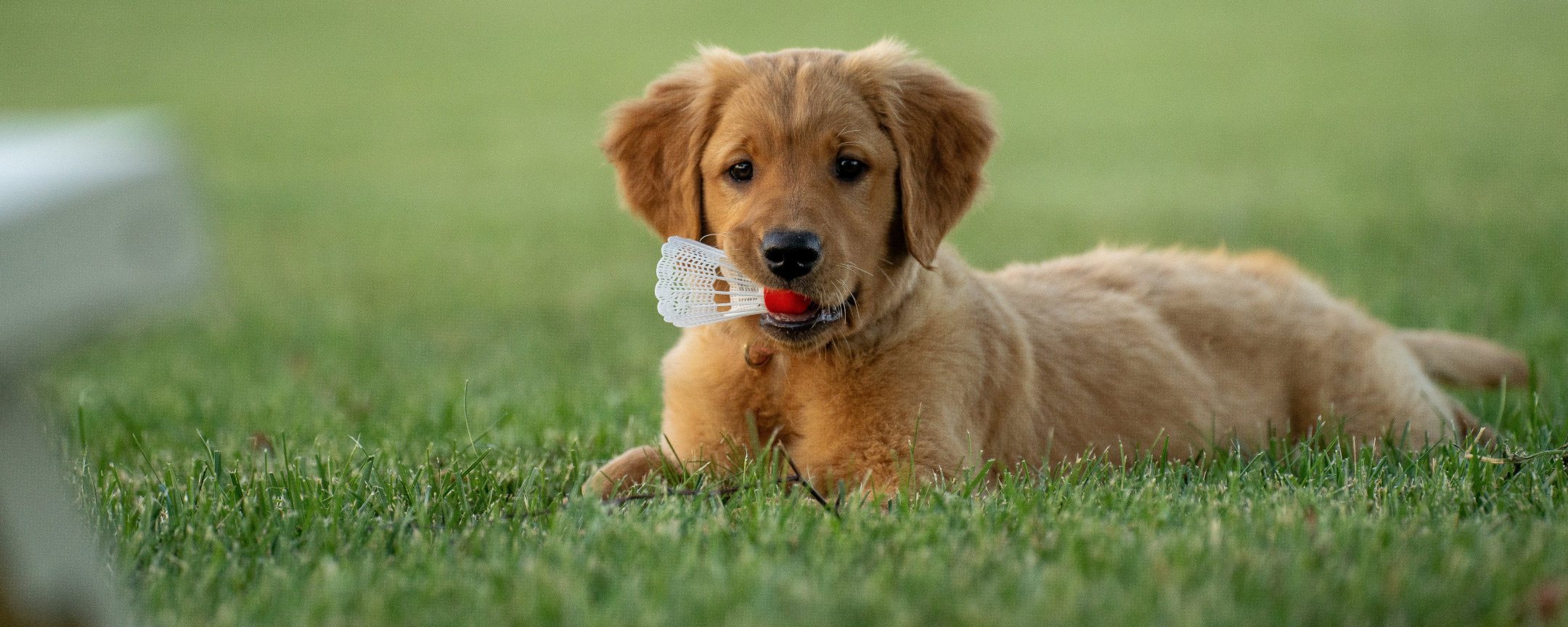 Puppy Training